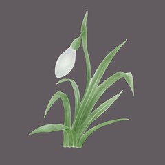 A white snowdrop flower bud on a gray background watercolor illustration