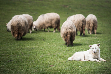 Sheep dog protecting flock of sheep in Jina, a commune of shepherds in Sibiu County, Transylvania, Romania