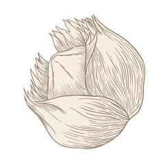Contour illustration of a hazelnut on a white background