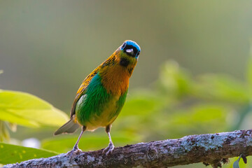 Brassy-breasted Tanager