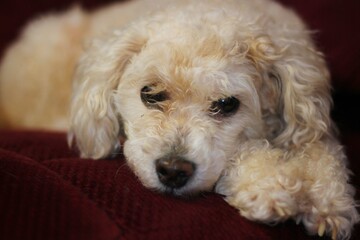 cute maltipoo dog