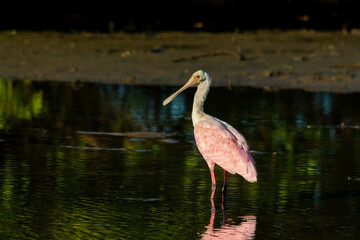 Roseate Spoonbill