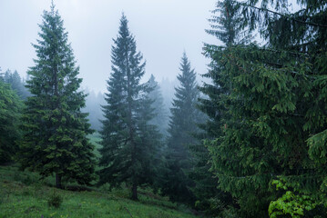 Fototapeta premium Misty Romanian forest landscape around Sucevita Monastery, Bukovina Region, Romania