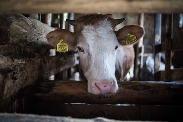 Cow on a farm in Breb (Brebre), Maramures, Romania