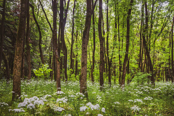 Grounds of Sapanta Peri Monastery, a wooden church in Maramures, Romania