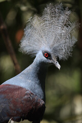 Crowned pigeon close-up on the blurred natural background, Bali, Indonesia. Selective focus