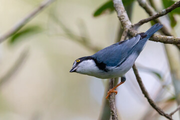 Hooded Tanager