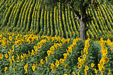 Sunflower (Helianthus annuus) field and tree in France in the Tarn department, Midi-Pyrénées...