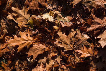 Autumn in Regents Park, one of the Royal Parks of London, England