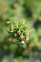 Bearberry cotoneaster Coral Beauty