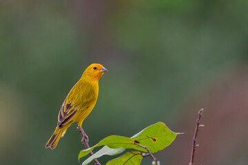 Saffron Finch