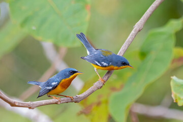 Tropical Parula