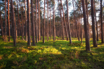 Pine forest with sunlight and shadows at sunset. Straight trunks of pine trees, summer. Finland © raland