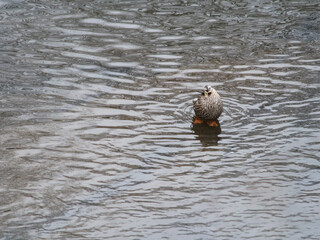 怖い顔に見えるカルガモ