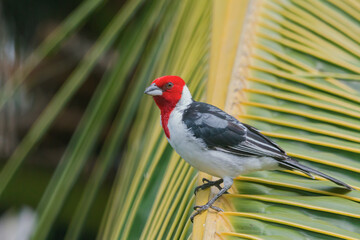 Red-cowled Cardinal