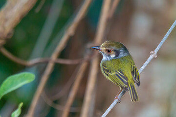 Eared Pygmy-Tyrant