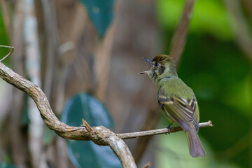 Sepia-capped Flycatcher