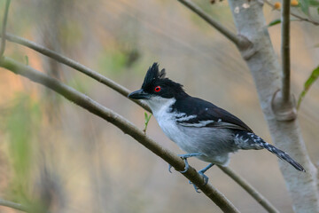 Great Antshrike