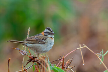 Rufous-collared Sparrow