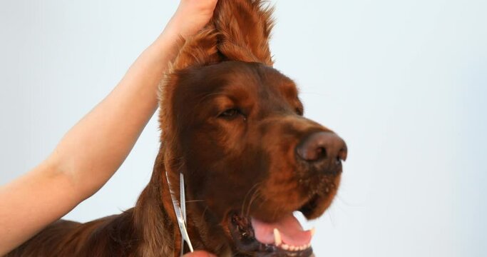 Dog Hair Cut At Grooming Salon. Groomer Cutting Dog With Scissors. Close-up doctor veterinary clinic cuts scissors irish setter dog.