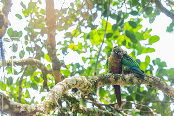 Maroon-bellied Parakeet