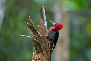 Robust Woodpecker