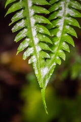 Monteverde Cloud Forest Reserve, Puntarenas, Costa Rica, Central America