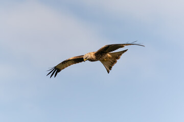 Milvus Milvus, Red Kite in flight