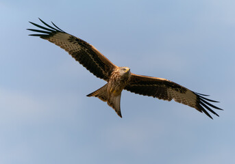 Milvus Milvus, Red Kite in flight
