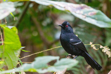 White-shouldered Fire-eye