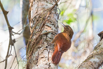Buff-throated Woodcreeper