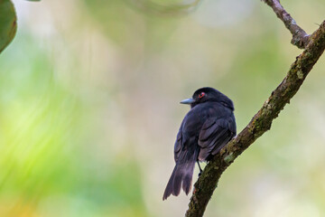 Blue-billed Black-Tyrant