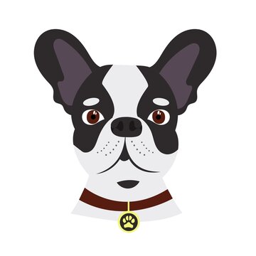French Bulldog. Dog with collar and medallion.vector illustration