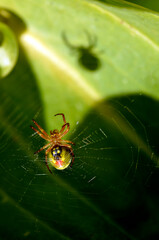 Spider Araniella alpica on its web with its shadow clearly cast on a leaf 