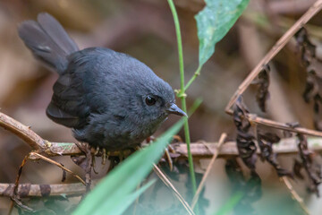 Mouse-colored Tapaculo