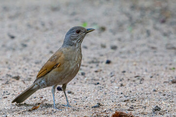 Pale-breasted Thrush