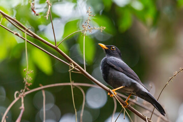Yellow-legged Thrush