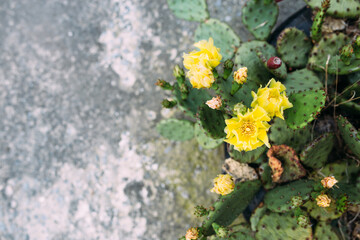 Big cactus in the pots. Cactus for decoration. Fluffy cactus with long needles.