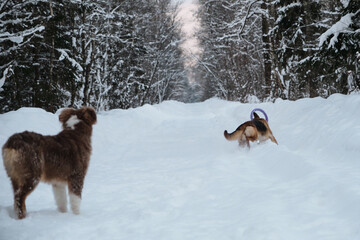 Active and energetic walk with two dogs in winter park. Aussie puppy is walking and watching closely. Red and black German Shepherd is running fast along snowy forest road with round toy.