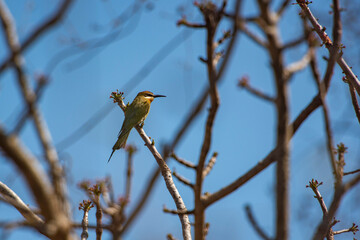 Madagascar Bee-eater (aka Olive Bee-eater, Merops superciliosus), Anja Community Reserve, Haute Matsiatra Region, Madagascar