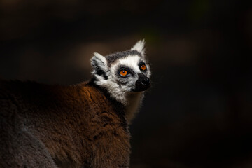 Ring-tailed Lemur (Lemur catta), Anja Community Reserve, Haute Matsiatra Region, Madagascar