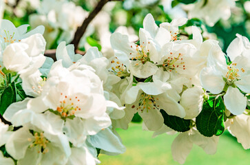 tree blossom