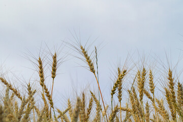 wheat in the field close-up against the sky
