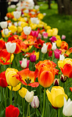 Fototapeta premium red and yellow tulips