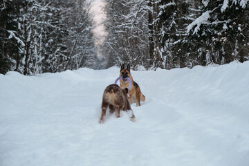Active and energetic walk with two dogs in winter park. Aussie puppy is walking and watching closely. Red and black German Shepherd is running fast along snowy forest road with round toy.