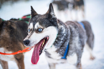 Torassieppi, Lapland, Finland
