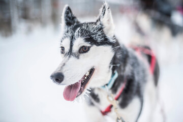 Husky sledding, Torassieppi, Lapland, Finland