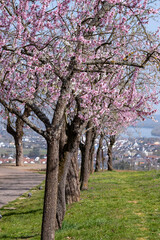 A row of blossoming almond trees in Johannisberg/Germany in the Rheingau