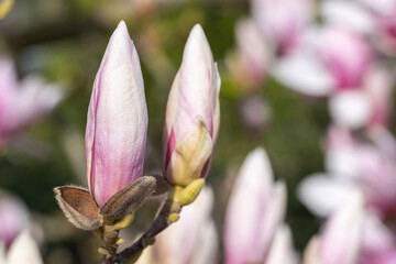 Fototapeta premium Close-up of a magnificent magnolia blossom in the spa gardens of Wiesbaden/Germany 