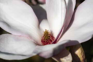 Obraz premium Close-up of a magnificent magnolia blossom in the spa gardens of Wiesbaden/Germany 